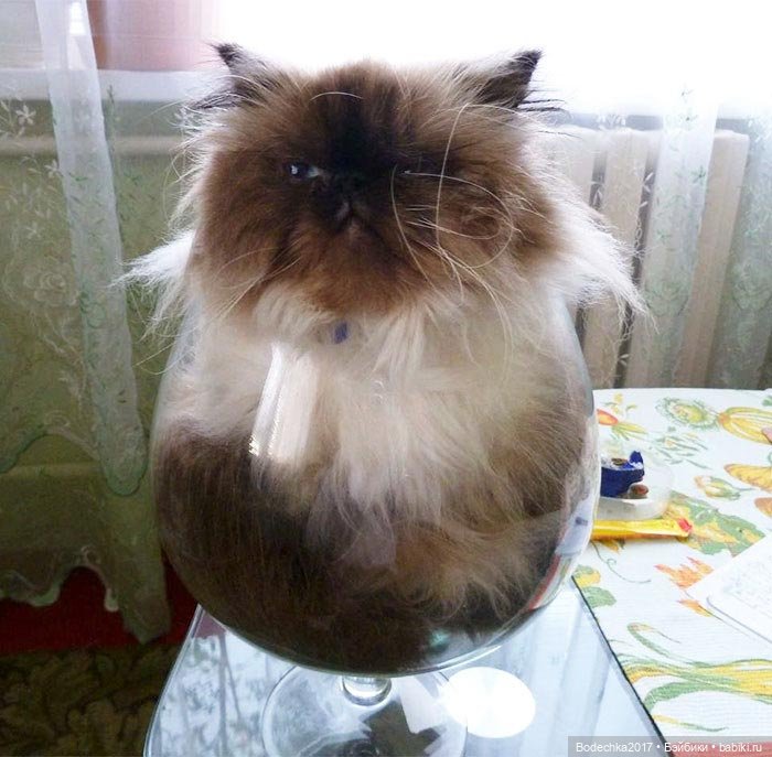 Неземные кошки | Бэйбики Неземные кошки — Интересные игрушки и фигурки (разное): редкие (фото 7)