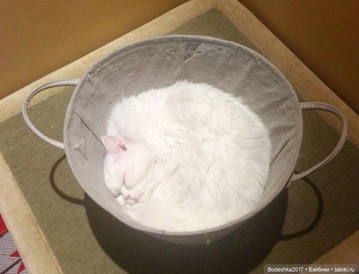 Неземные кошки | Бэйбики Неземные кошки — Интересные игрушки и фигурки (разное): редкие (фото 5)