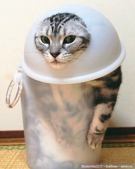 Неземные кошки | Бэйбики Неземные кошки — Интересные игрушки и фигурки (разное): редкие