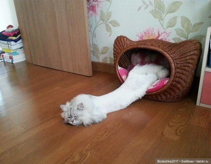 Неземные кошки | Бэйбики Неземные кошки — Интересные игрушки и фигурки (разное): редкие