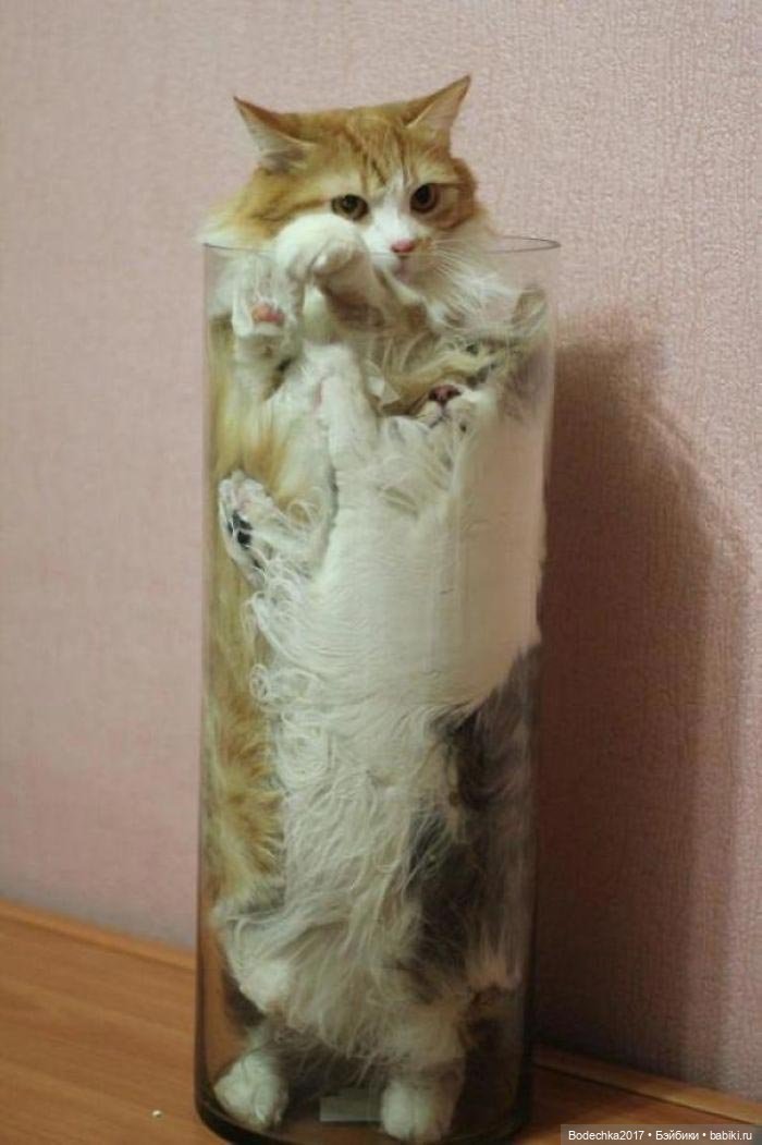 Неземные кошки | Бэйбики Неземные кошки — Интересные игрушки и фигурки (разное): редкие (фото 9)