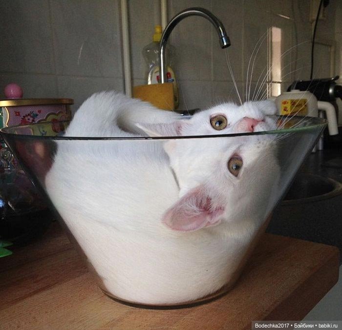 Неземные кошки | Бэйбики Неземные кошки — Интересные игрушки и фигурки (разное): редкие