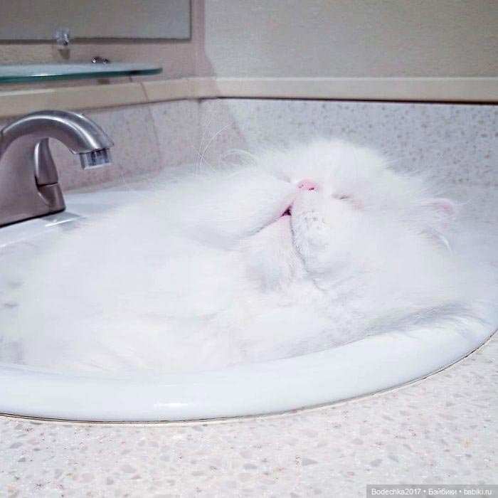 Неземные кошки | Бэйбики Неземные кошки — Интересные игрушки и фигурки (разное): редкие