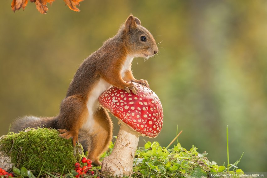 Прекрасный мухомор — Другие хобби и увлечения: сад