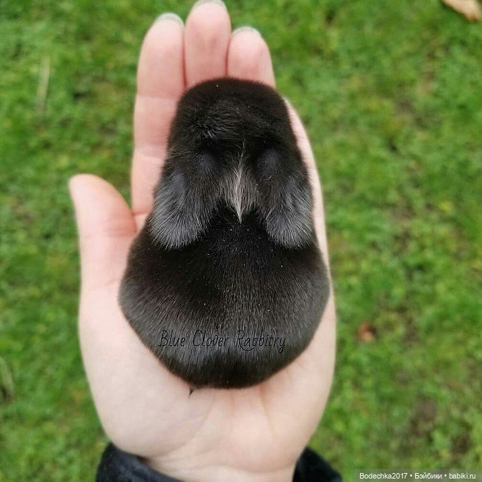 Крольчишки- мимимишки — Интересные игрушки и фигурки (разное): редкие (фото 10)