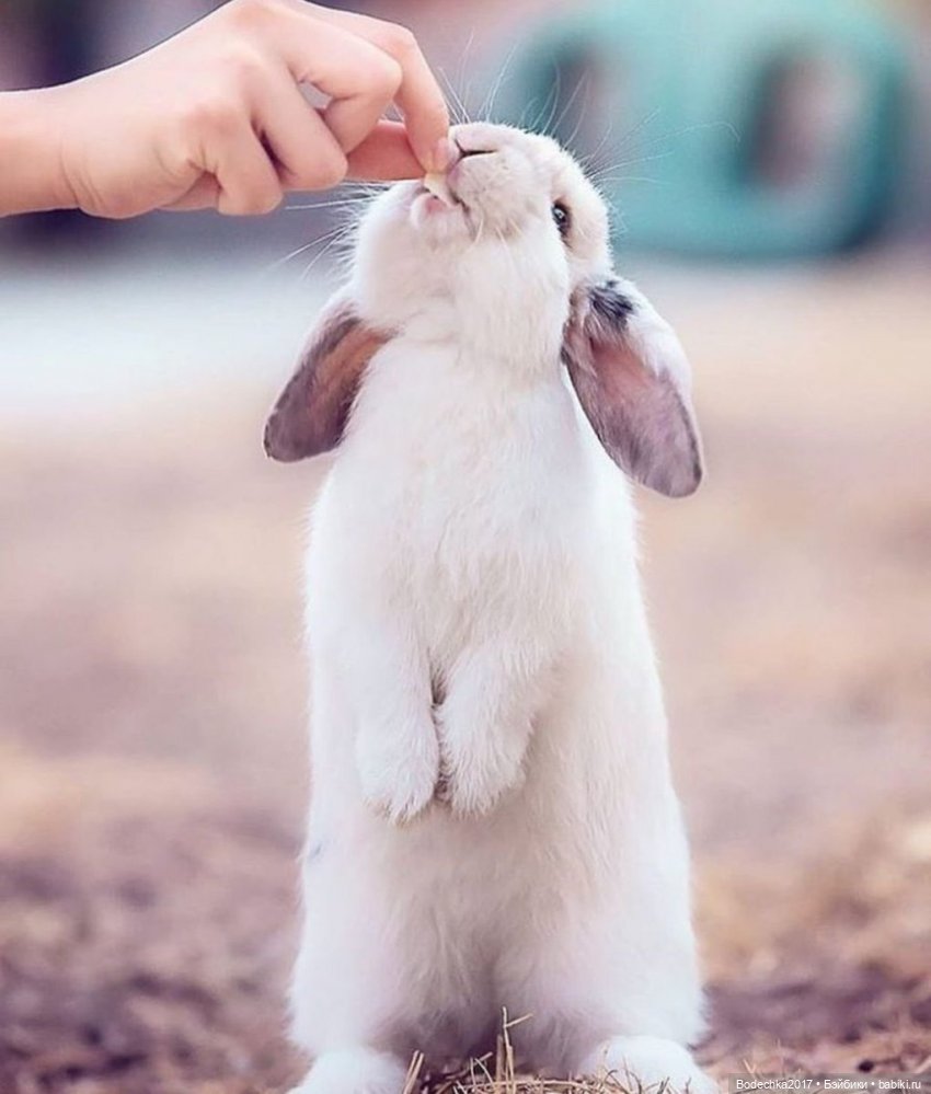 Крольчишки- мимимишки — Интересные игрушки и фигурки (разное): редкие