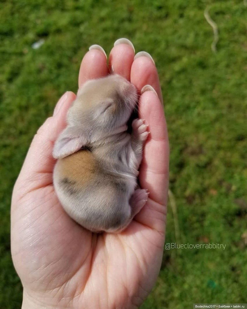 Крольчишки- мимимишки — Интересные игрушки и фигурки (разное): редкие (фото 7)