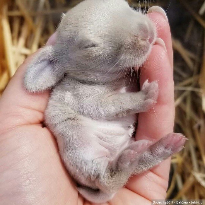 Крольчишки- мимимишки — Интересные игрушки и фигурки (разное): редкие (фото 9)