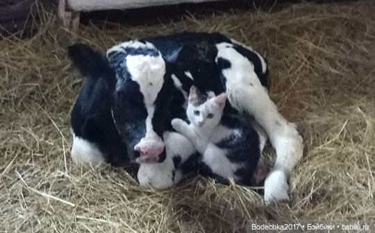 Крольчишки- мимимишки — Интересные игрушки и фигурки (разное): редкие (фото 3)