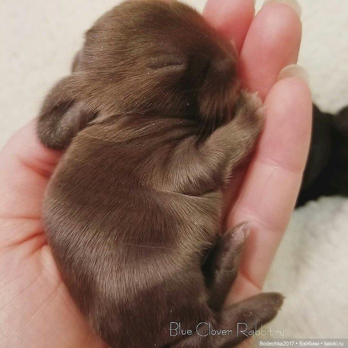 Крольчишки- мимимишки — Интересные игрушки и фигурки (разное): редкие (фото 8)