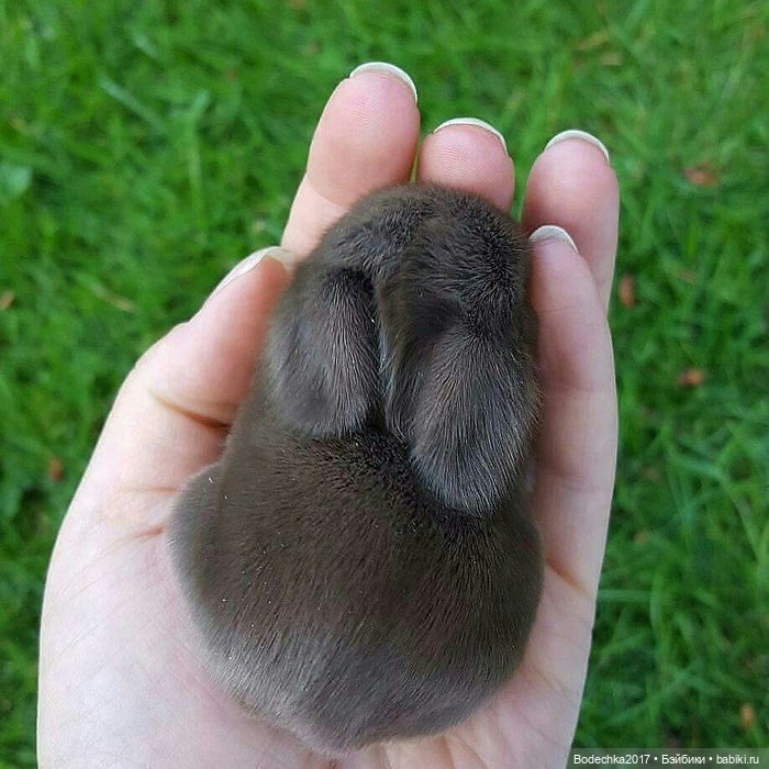 Крольчишки- мимимишки — Интересные игрушки и фигурки (разное): редкие