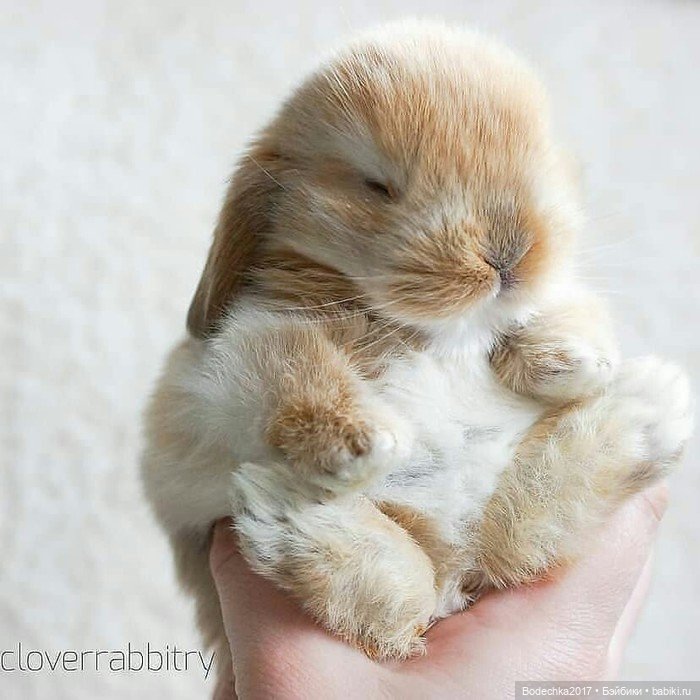 Крольчишки- мимимишки — Интересные игрушки и фигурки (разное): редкие