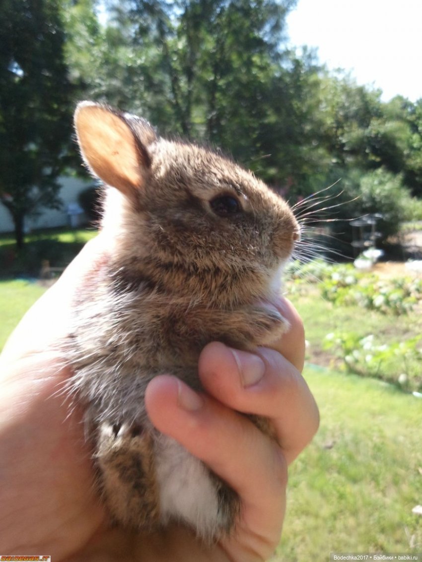 Крольчишки- мимимишки — Интересные игрушки и фигурки (разное): редкие (фото 4)