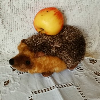 Интересное про ежиков