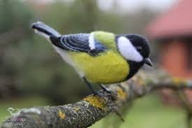 Велесова ночь — Интересное и необычное: фотоподборки (фото 8)