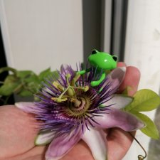 Лягушки Wonder Frog, Весна