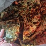 Винтажный плюш редкого окраса