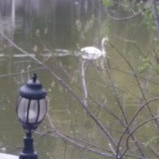 Очень нужна подсказка, как удалить черновик не опубликованного объявления.