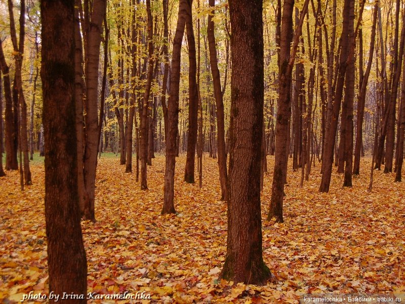 Солнечная палитра осеннего леса