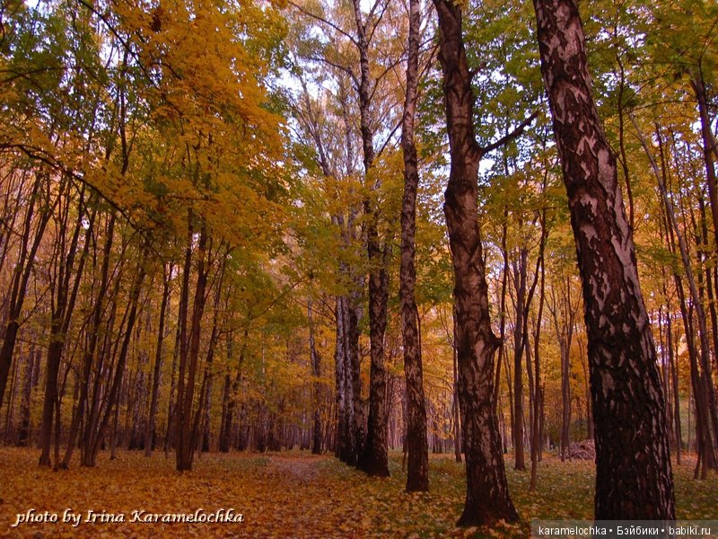 Солнечная палитра осеннего леса (фото 2)