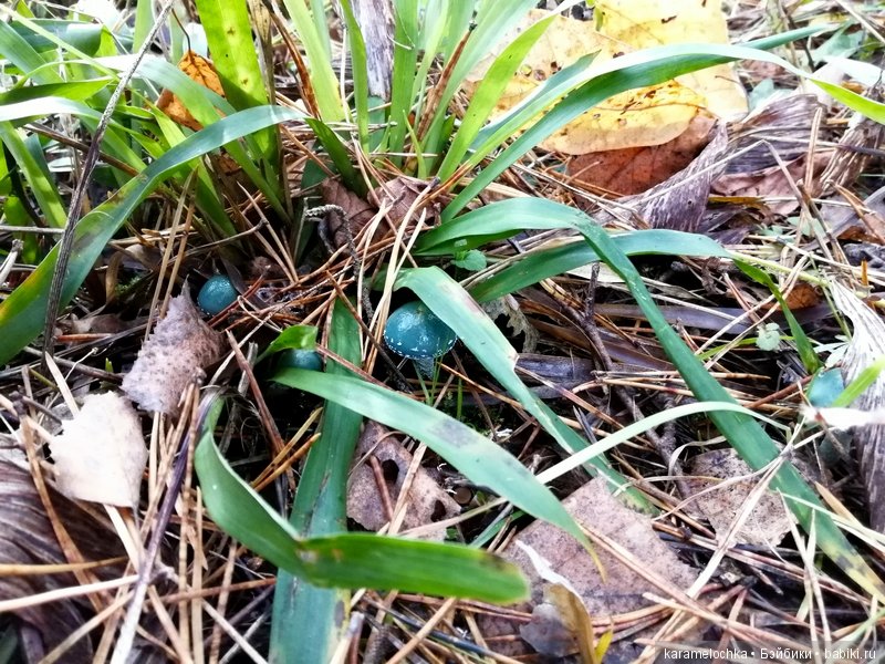 Доигрались. Как заблудиться в лесу, не выходя из дома (фото 5)