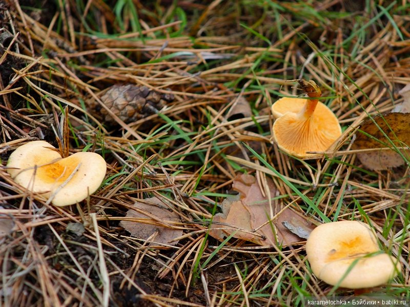 Доигрались. Как заблудиться в лесу, не выходя из дома (фото 6)