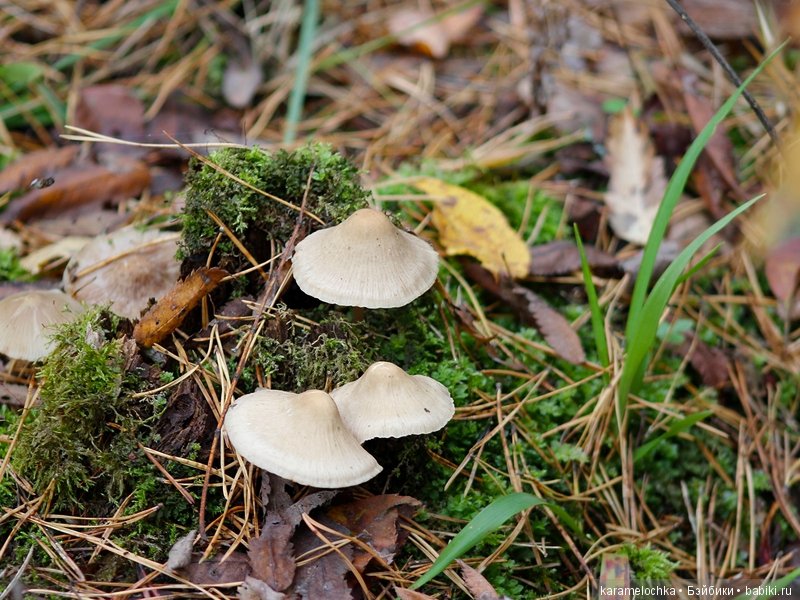 Доигрались. Как заблудиться в лесу, не выходя из дома (фото 4)