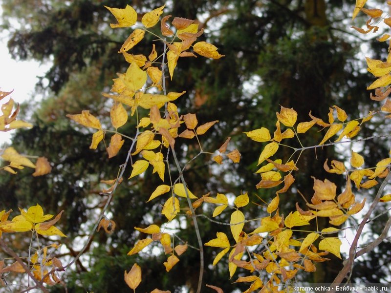 Доигрались. Как заблудиться в лесу, не выходя из дома