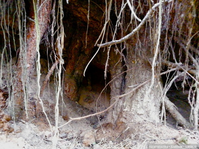 Доигрались. Как заблудиться в лесу, не выходя из дома