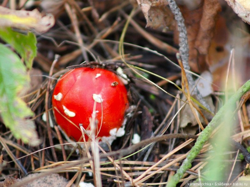 Доигрались. Как заблудиться в лесу, не выходя из дома (фото 7)
