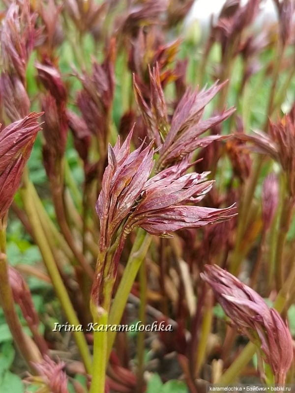 Momoko Mimosa Moon - девушка-весна