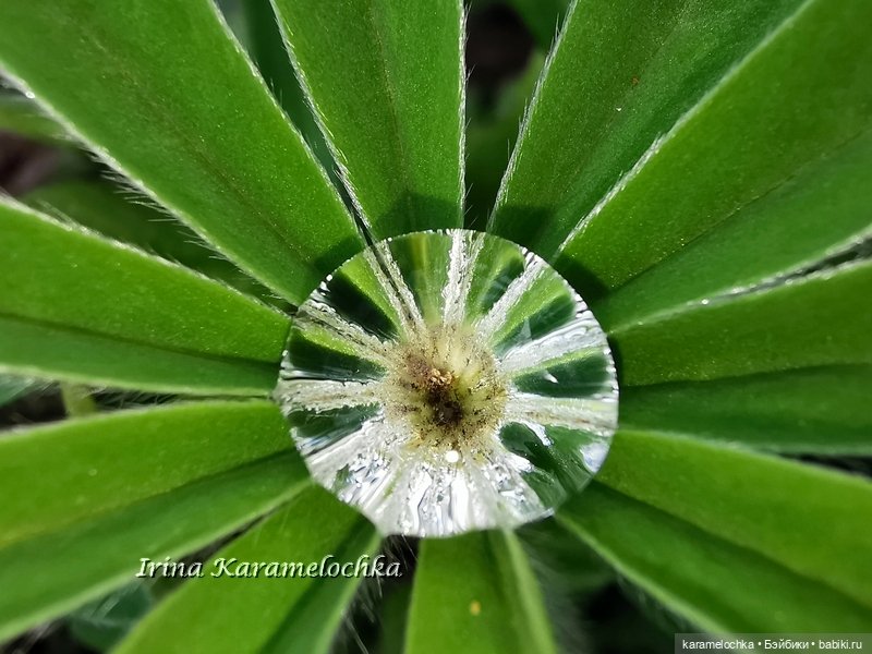 Momoko Mimosa Moon - девушка-весна