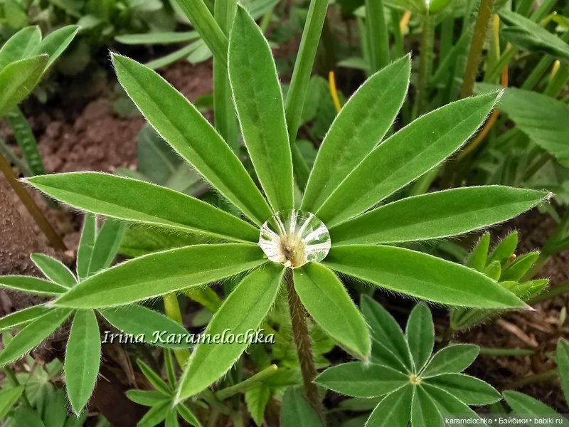 Momoko Mimosa Moon - девушка-весна