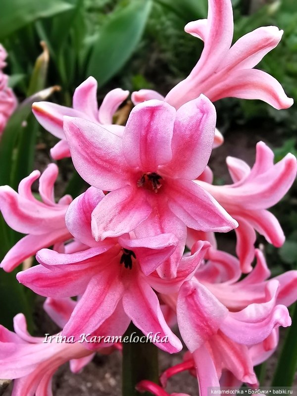 Momoko Mimosa Moon - девушка-весна