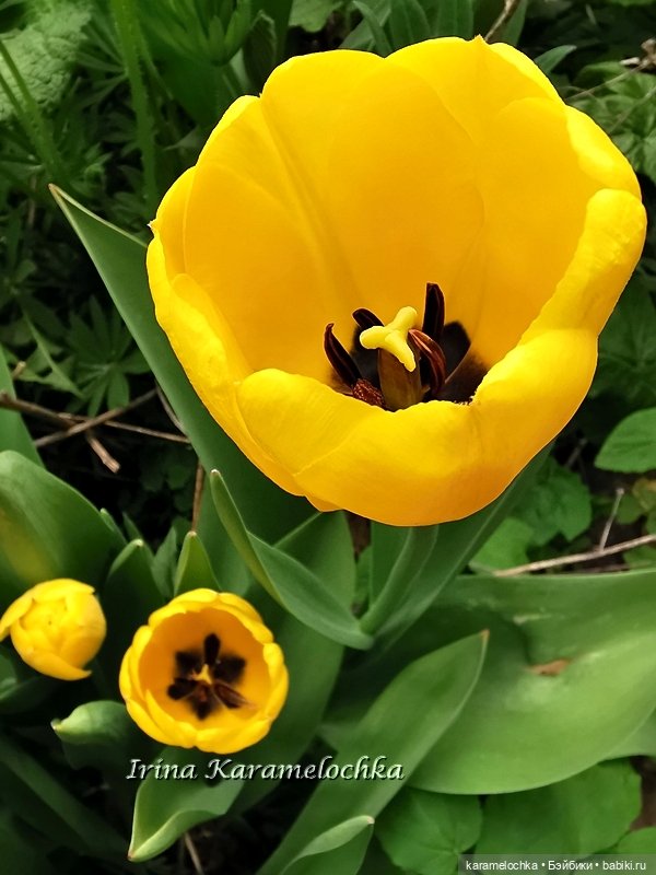 Momoko Mimosa Moon - девушка-весна (фото 9)