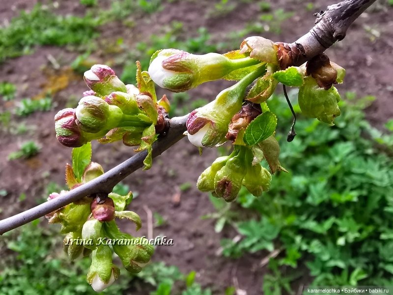 Momoko Mimosa Moon - девушка-весна