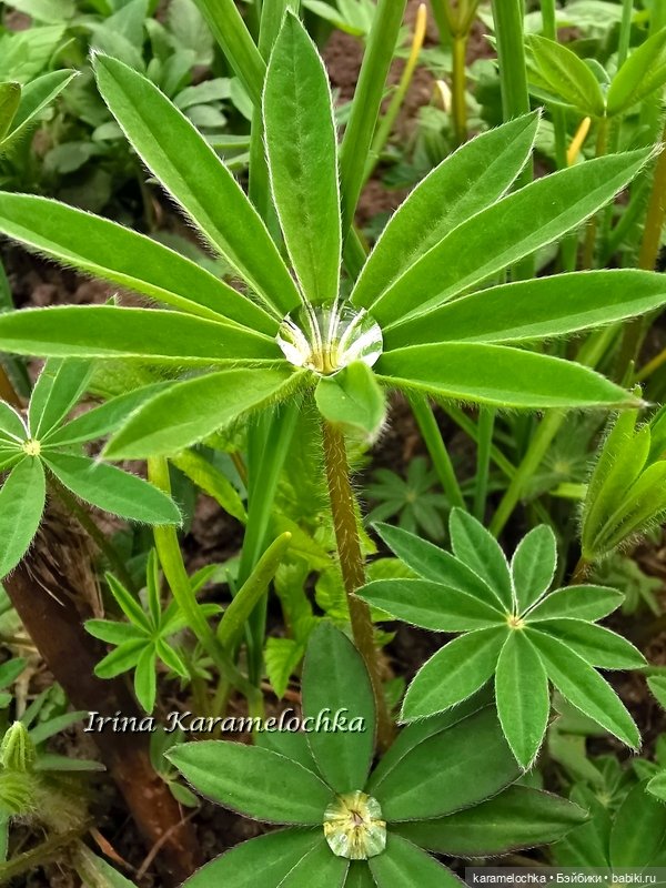 Momoko Mimosa Moon - девушка-весна