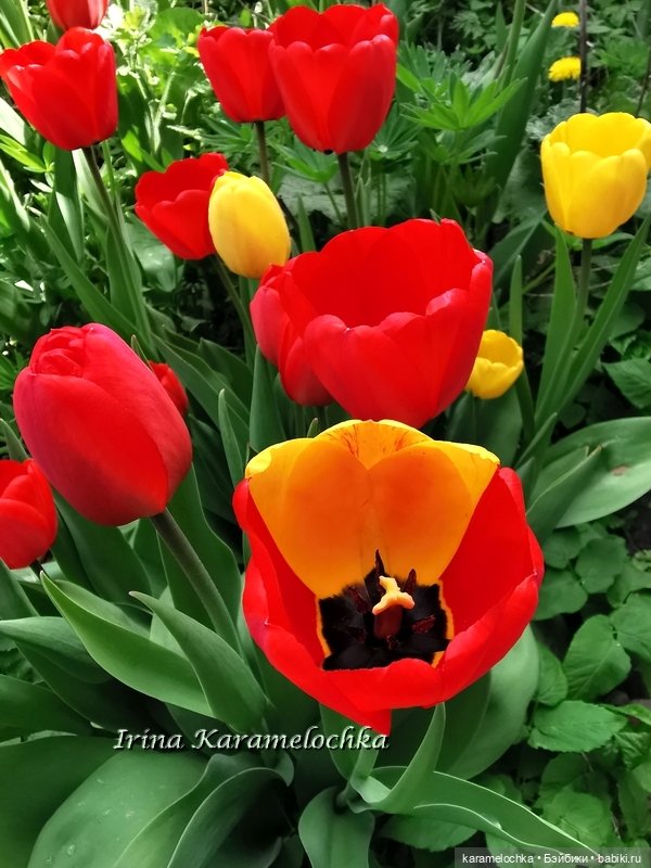 Momoko Mimosa Moon - девушка-весна (фото 8)