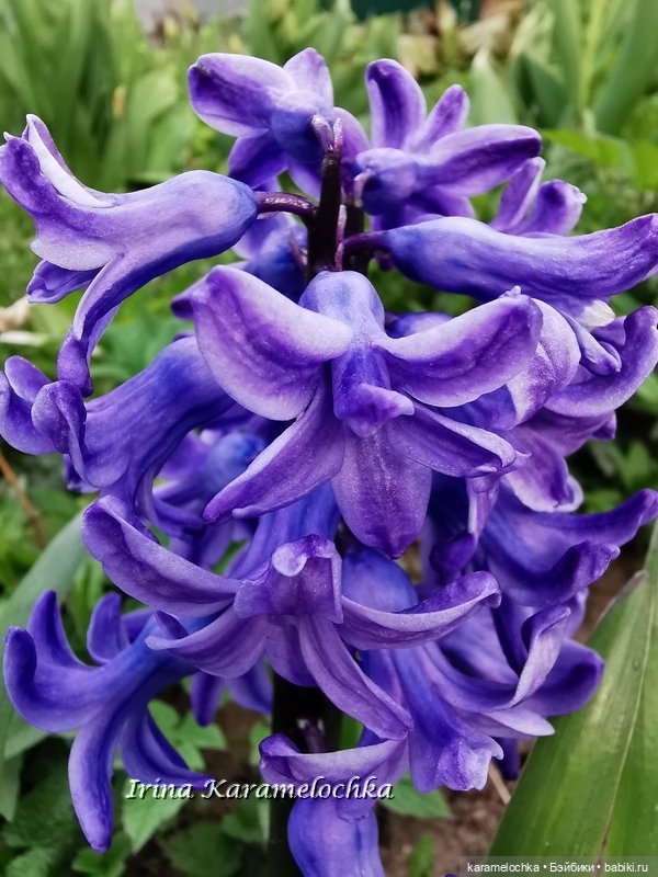 Momoko Mimosa Moon - девушка-весна