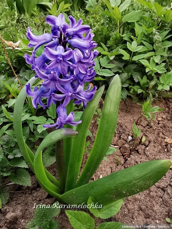 Momoko Mimosa Moon - девушка-весна (фото 10)