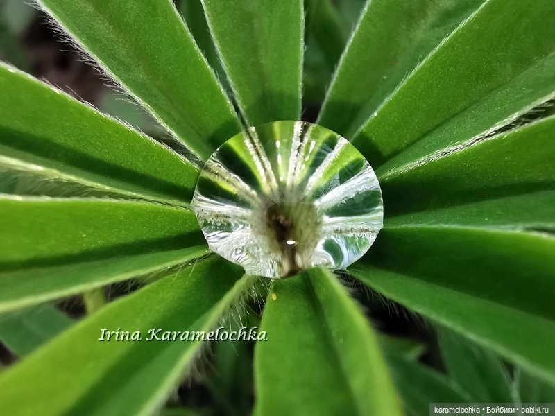 Momoko Mimosa Moon - девушка-весна