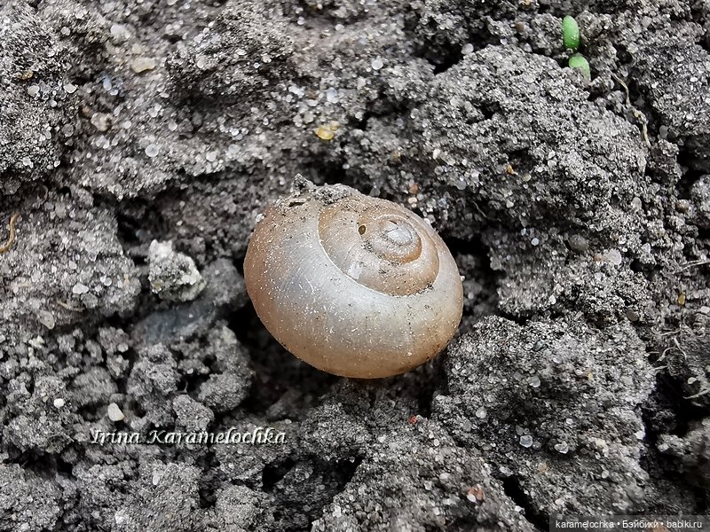 Momoko Mimosa Moon - девушка-весна