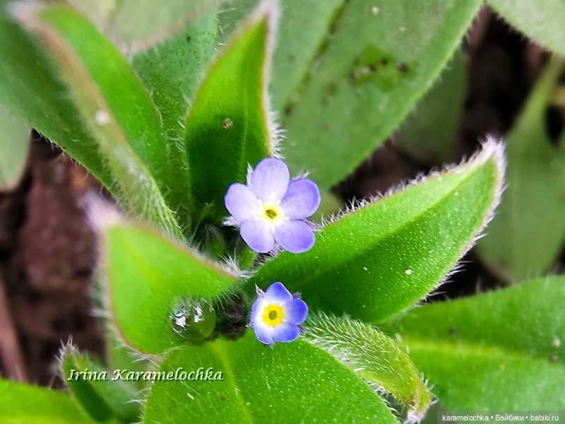 Momoko Mimosa Moon - девушка-весна