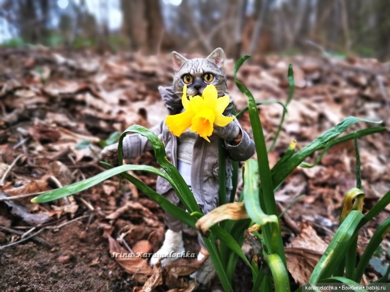 Котяра мартовский, апрельский, майский