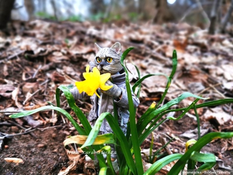 Котяра мартовский, апрельский, майский