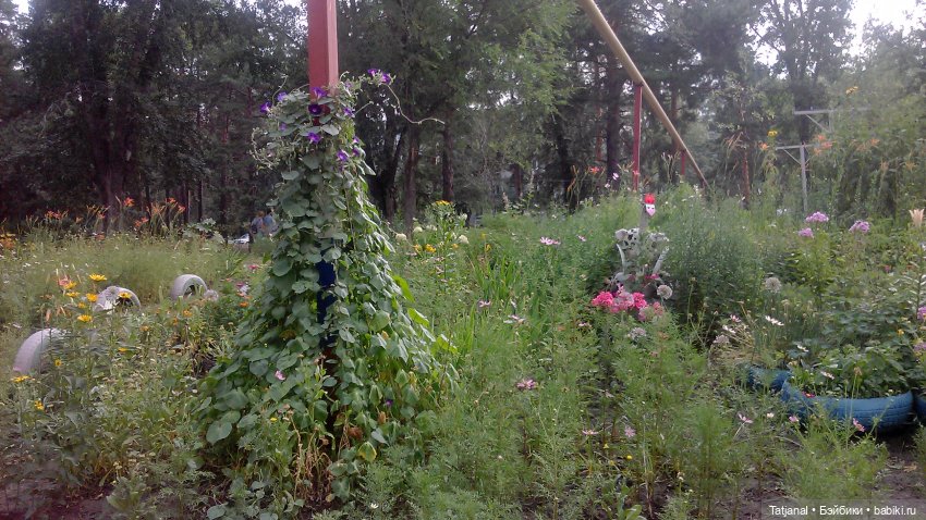 Кто сможет приютить этого мишку из СССР (фото 2)