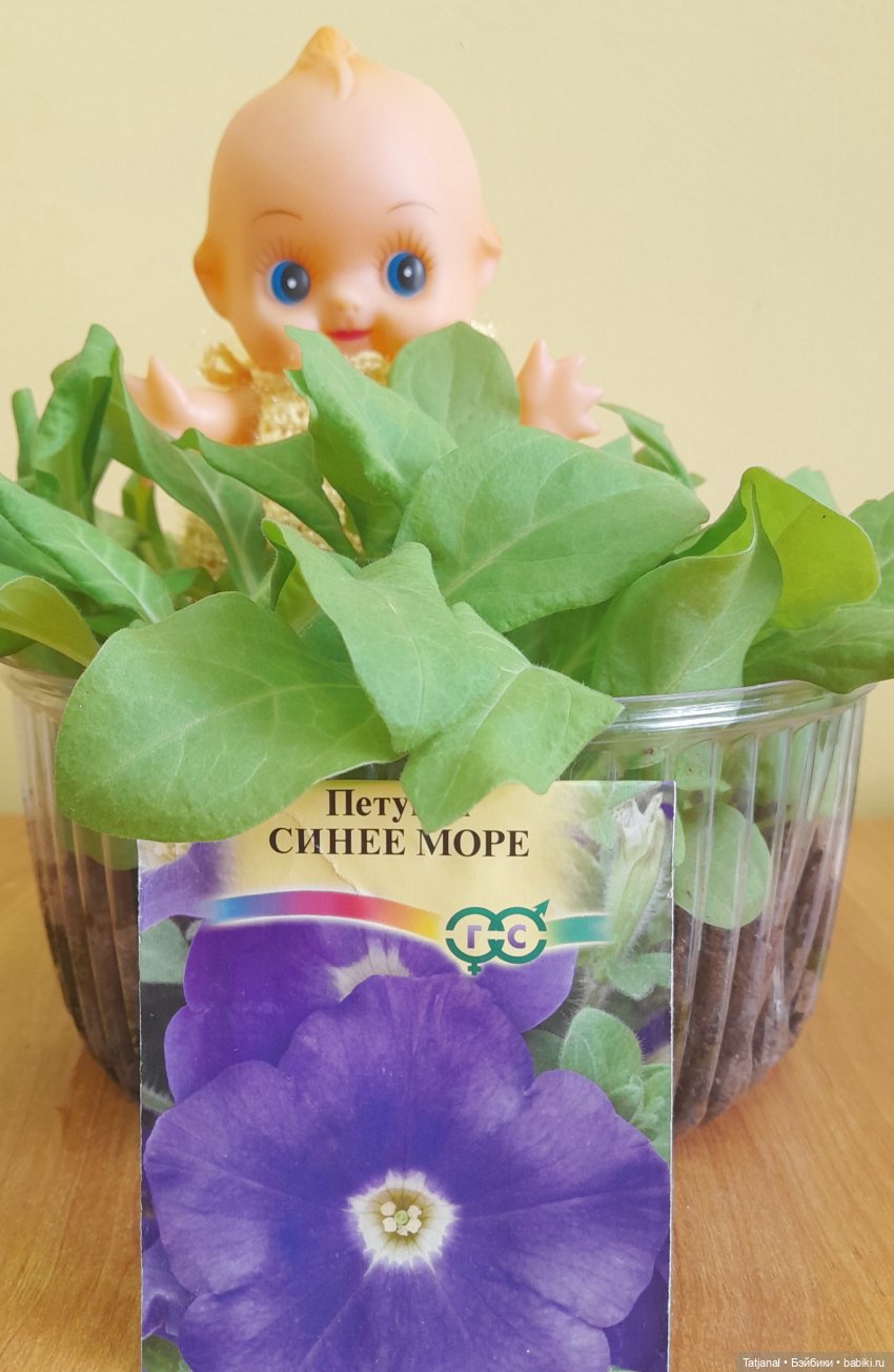 Фоточетверг! Кьюпи и цветы (фото 4)