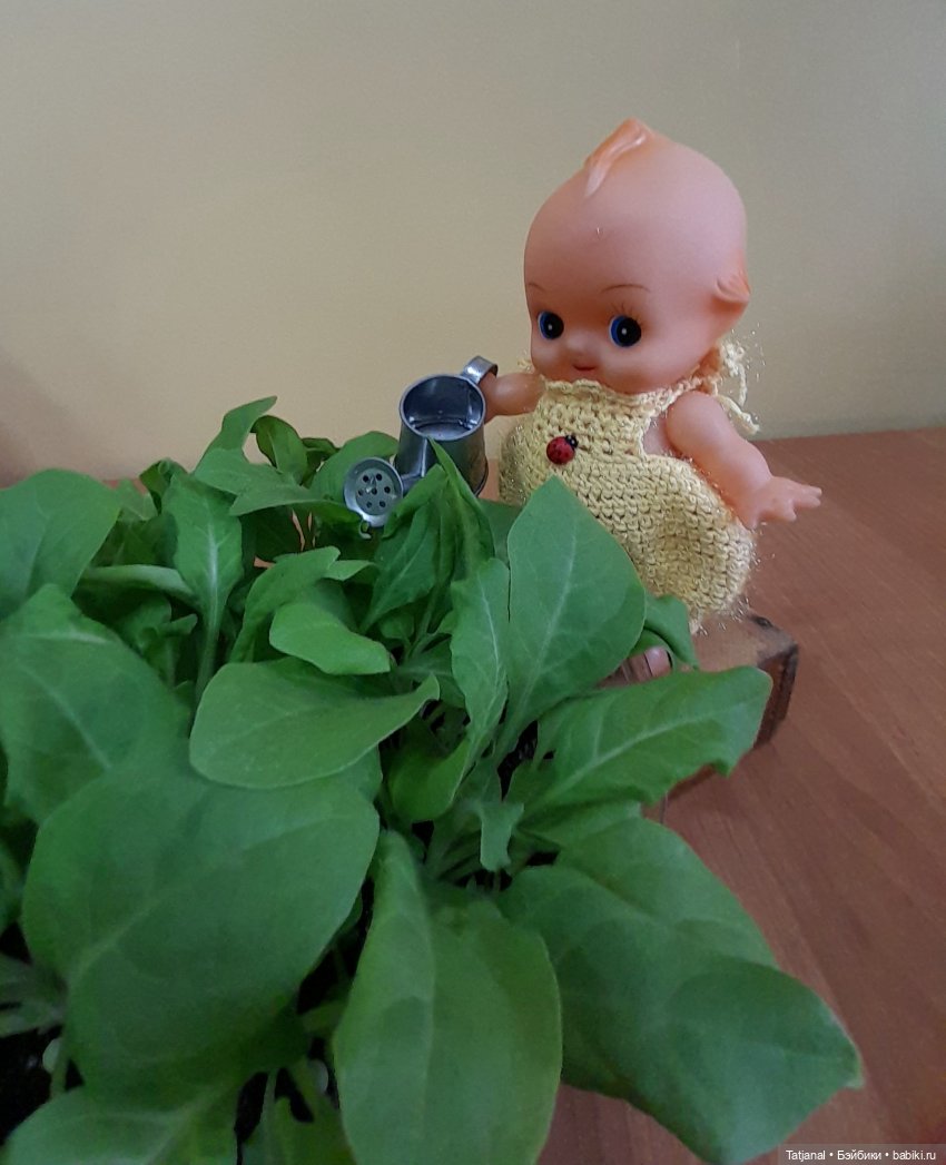 Фоточетверг! Кьюпи и цветы (фото 3)