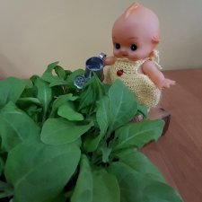 Фоточетверг!   Кьюпи и цветы