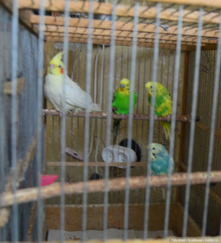 В тесноте, да не в обиде. Как куклы живут в нашей квартире